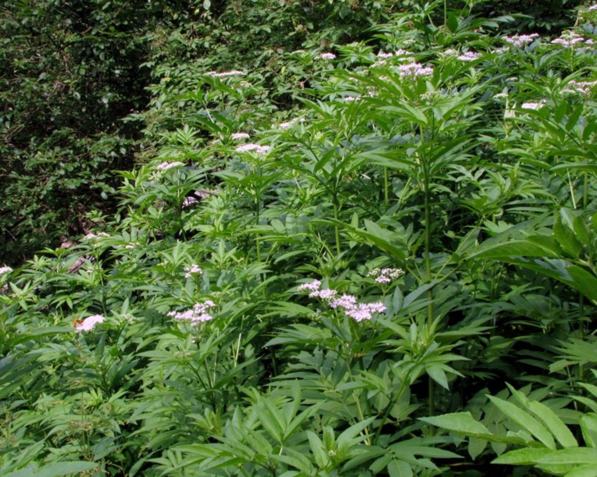 Primerki vrste smrdljivi bezeg, habat (Sambucus ebulus)