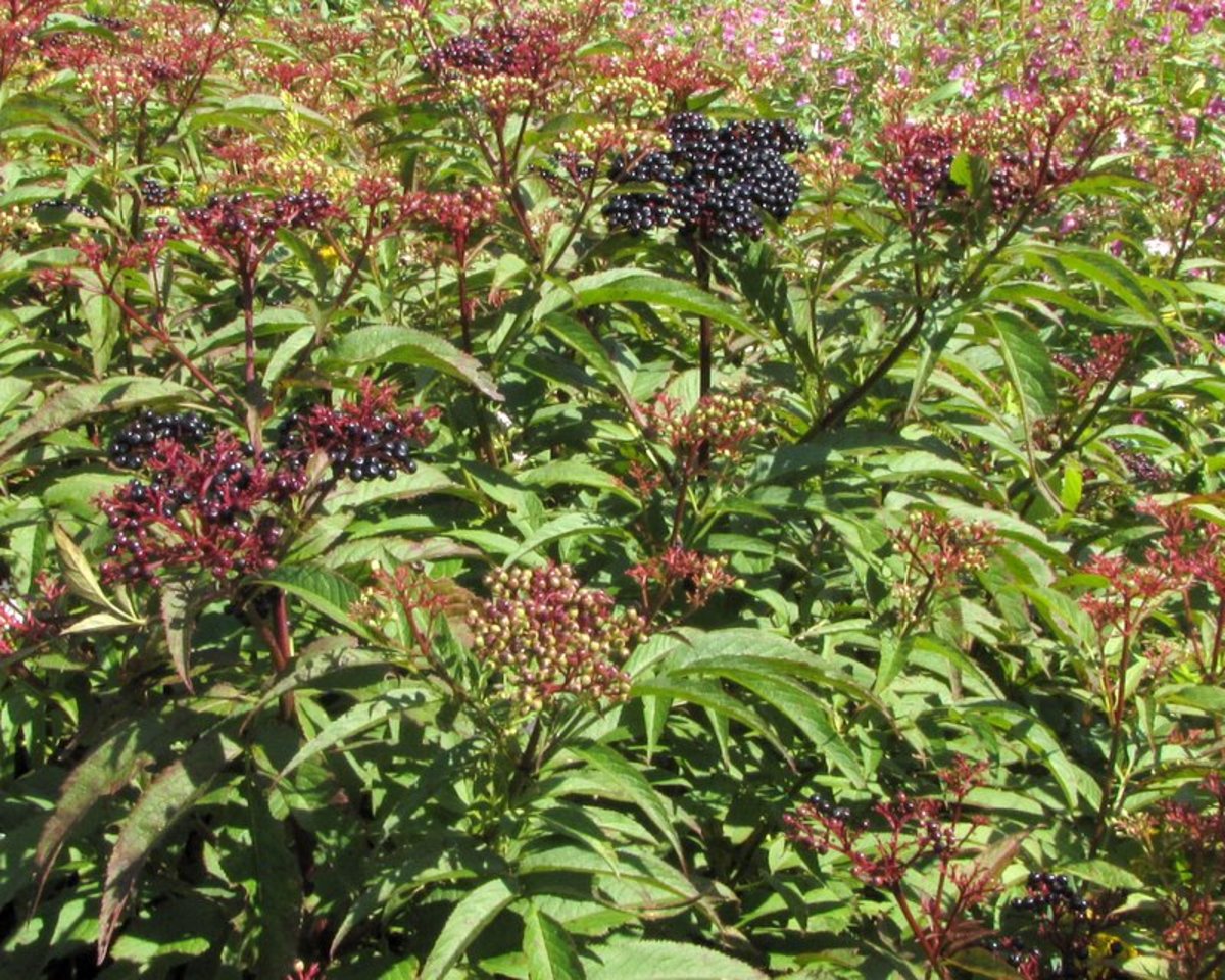 Primerki vrste smrdljivi bezeg, habat (Sambucus ebulus)
