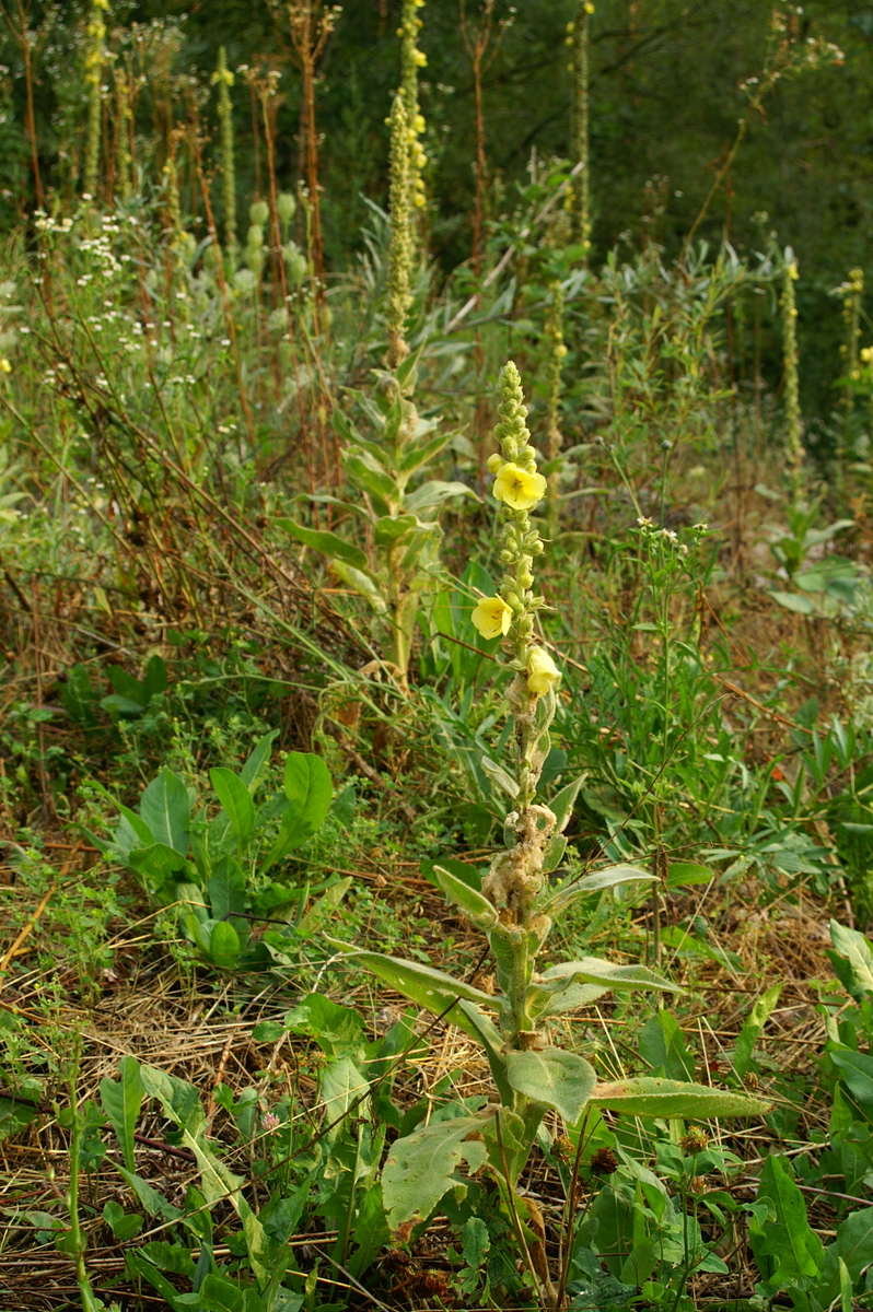 Primerki vrste navadni lučnik (Verbascum phlomoides)