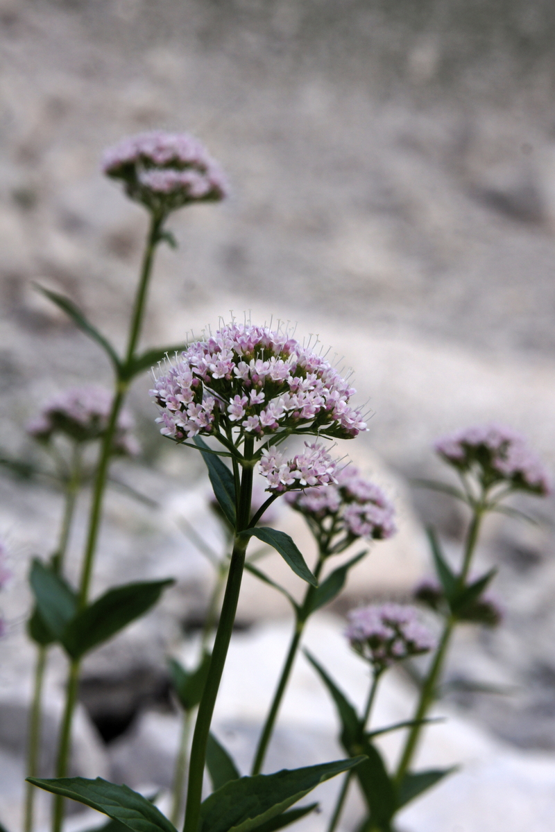 Primerki vrste gorska \u0161pajka (Valeriana montana)