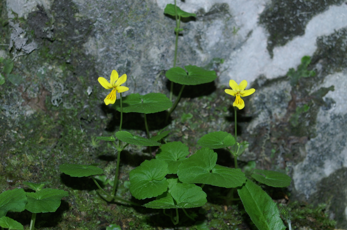 Primerki vrste dvocvetna vijolica (Viola biflora)