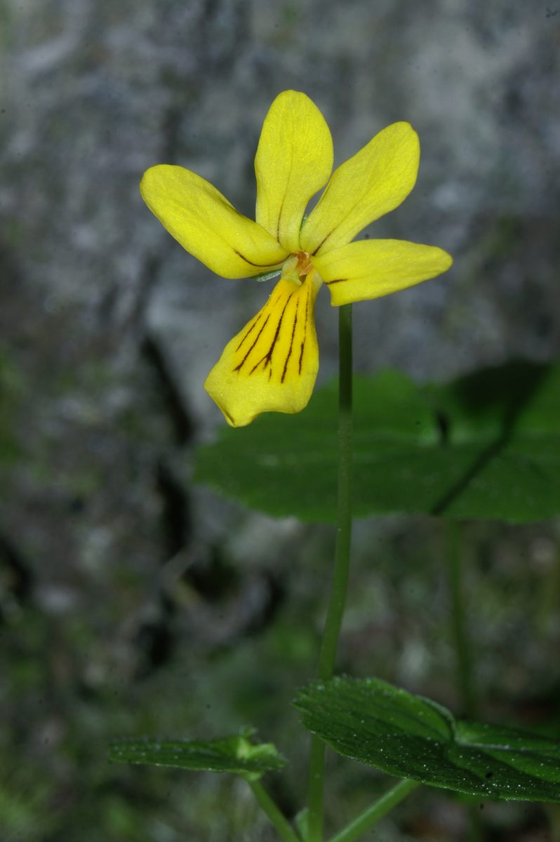 Primerki vrste dvocvetna vijolica (Viola biflora)