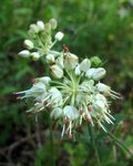 alliaceae