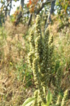 amaranthaceae
