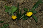 amarylidaceae
