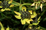apiaceae