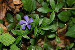 apocynaceae