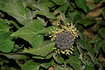araliaceae