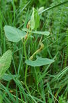 aristolochiaceae