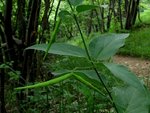 asclepiadaceae