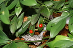 asparagaceae