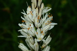 asphodelaceae