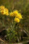 asteraceae