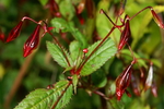 balsamiacea