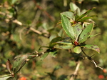 berberidaceae
