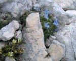 borangiaceae