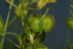 brassicaceae