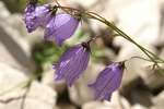 campanulaceae