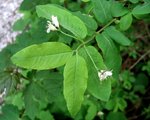 caprifoliaceae