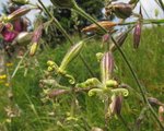 caryophyllaceae
