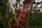celastraceae