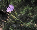 cichoriaceae