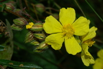 cisctaceae