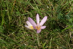 colchiaceae