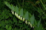 convallariaceae
