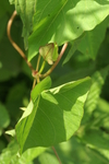 convolvulaceae