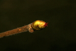 corylaceae
