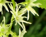 cucurbitaceae