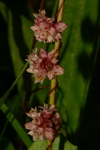 cuscutaceae