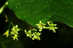 dioscoreaceae