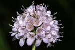 dipsacaceae