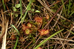 droseracea
