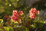 ericaceae
