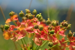 euphorbiaceae