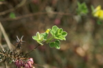 fabaceae