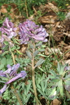 fumariaceae
