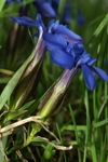 gentianaceae