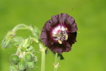 geraniaceae