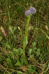 globulariaceae