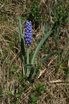 hyacinthaceae