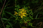 hypericaceae