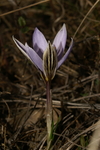 iridaceae