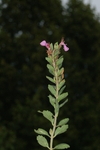 lamiaceae