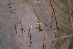 lentibulariaceae