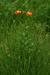 liliaceae