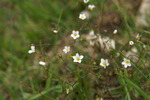 linaceae